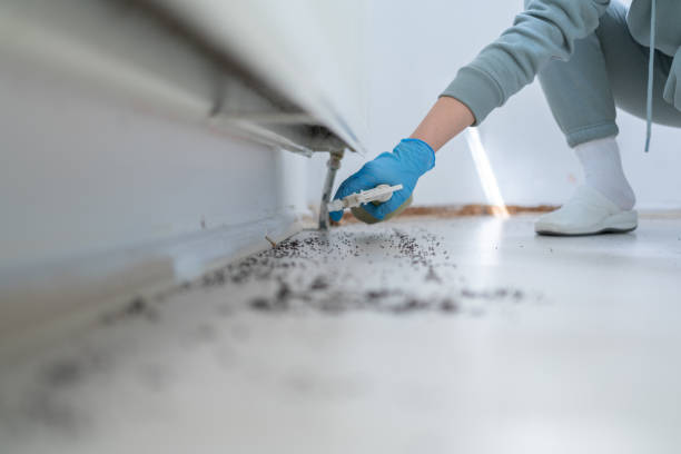 Best Wasp Removal Services  in Camp Point, IL